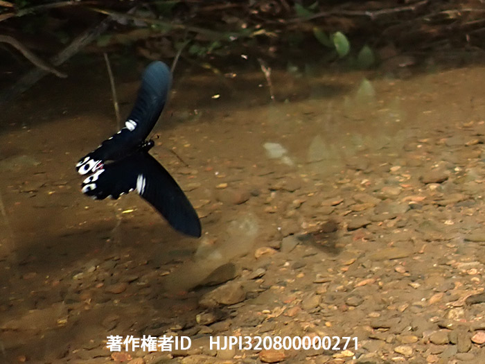 アルクメノールアゲハの飛翔　Papilio alcmenor