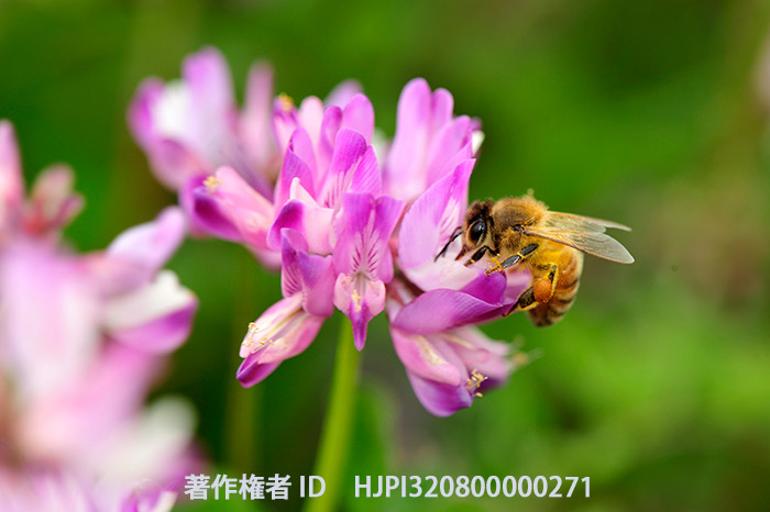 レンゲにミツバチ（今日から台湾へ）