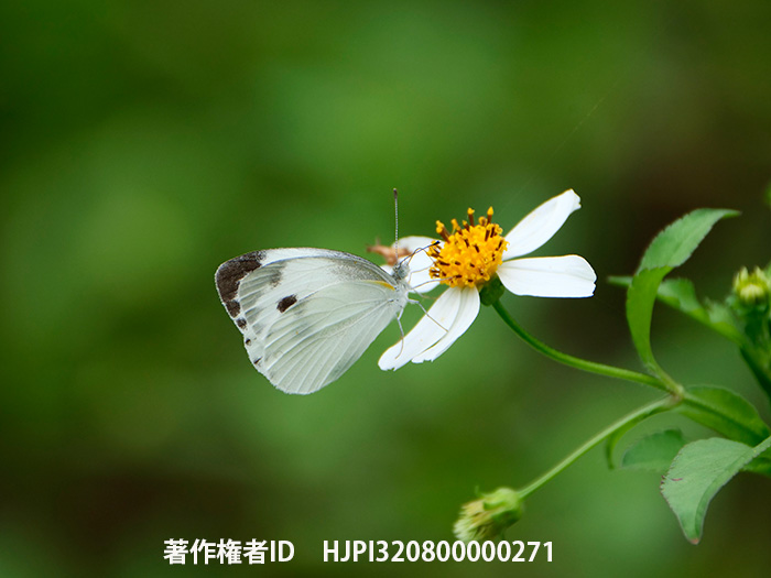 台湾のタイワンモンシロチョウ　Pieris canidia
