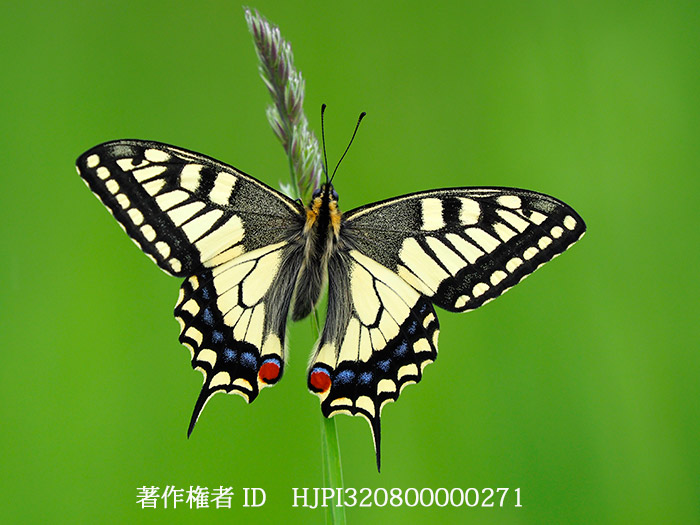 キアゲハ　Papilio machaon
