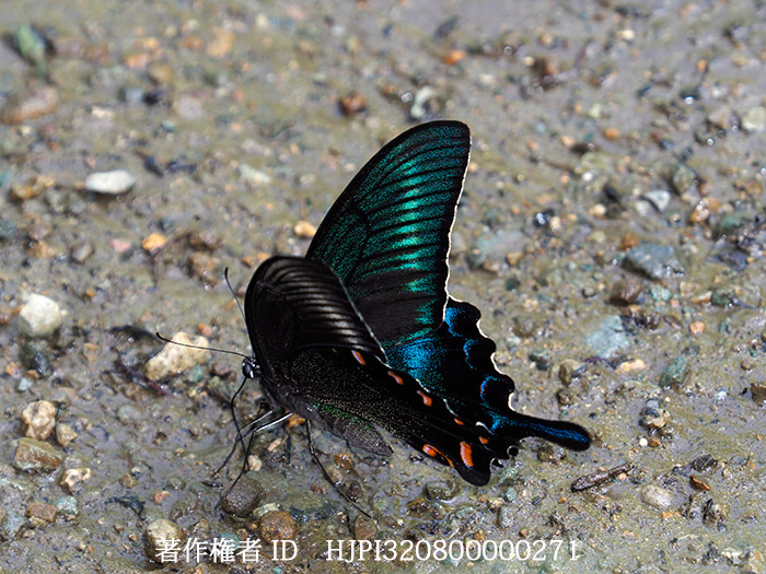 ミヤマカラスアゲハ　Papilio maackii