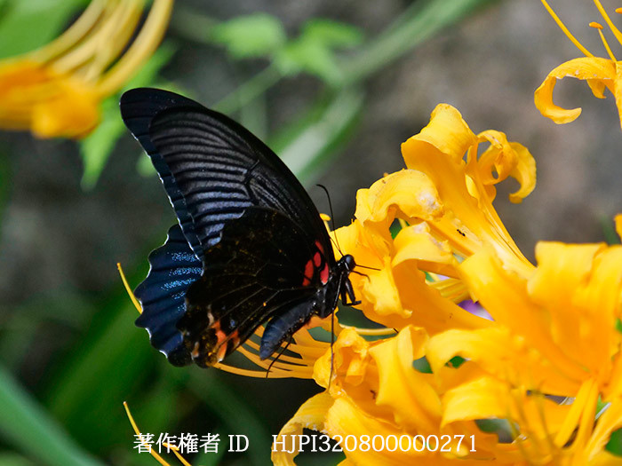 ショウキズイセンにナガサキアゲハ　Papilio memnon