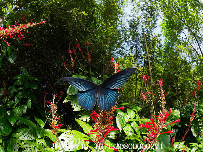 ナガサキアゲハのオスを昔のスタイルで撮る　Papilio memnon