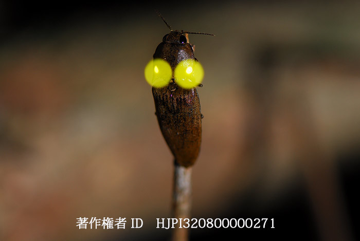 ヒカリコメツキ　Pyrophorus sp.