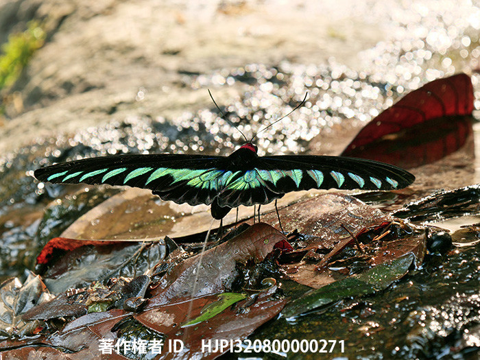 アカエリトリバネアゲハのおしっこ Trogonoptera　 brookiana