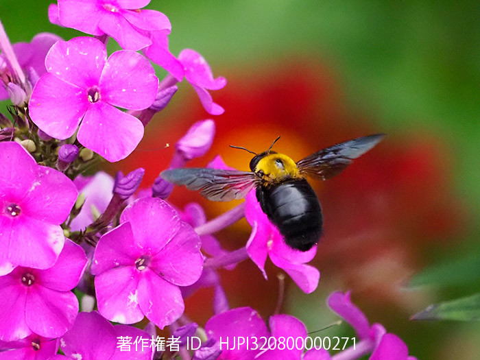 庭のフロックスに来たクマバチ（M.Zuiko Digital ED 100-400mm）