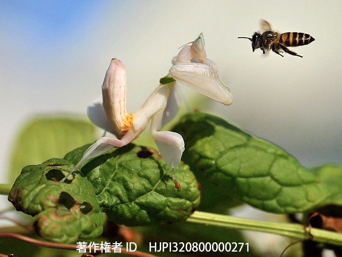 今年のベストショット1月　ハチを捕らえるハナカマキリ