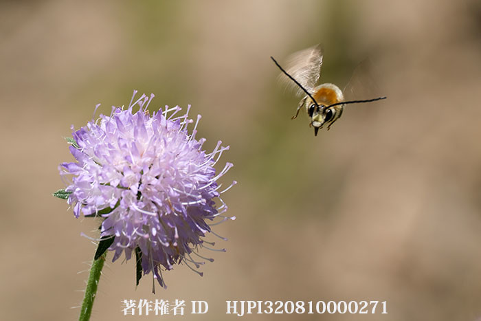 クラウティアの花にニッポンヒゲナガハナバチ