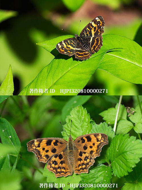 庭に現れたサカハチチョウの春型とキタテハの夏型