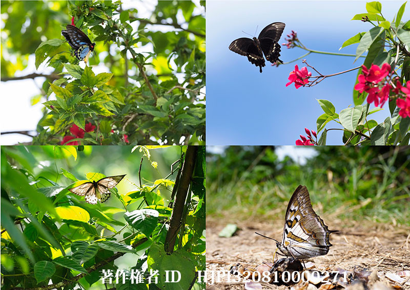 ガタルカナル島で出会った蝶（オリンパス写真展で展示した写真13 ）