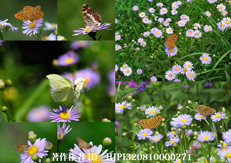 チョウセンヨメナに来た蝶（オリンパス写真展で展示した写真34）