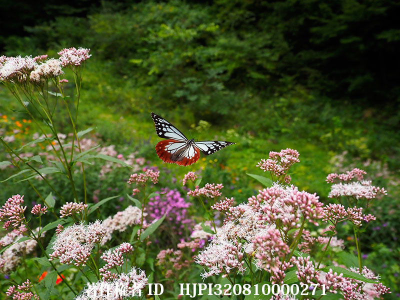 庭の花壇の上を飛ぶアサギマダラ（オリンパス写真展で展示した写真60）