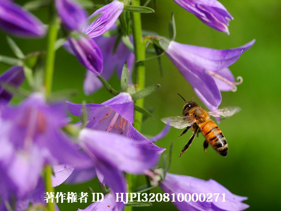 ハタザオキキョウにミツバチ（4月の写真展で展示した写真13）