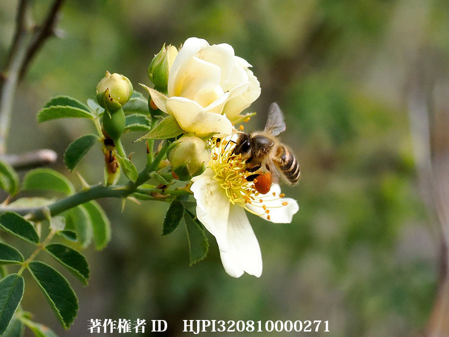 ノバラの仲間にミツバチ　Rosa soulieana（東チベットで見た身近な植物1）