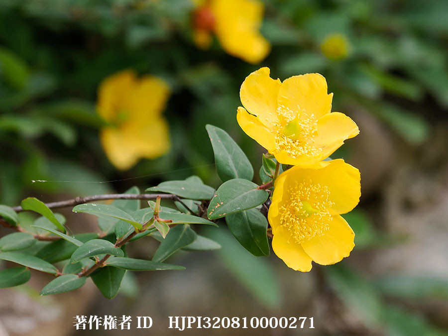 オトギリソウの仲間　Hypericum choisianum（東チベットで見た身近な植物11）