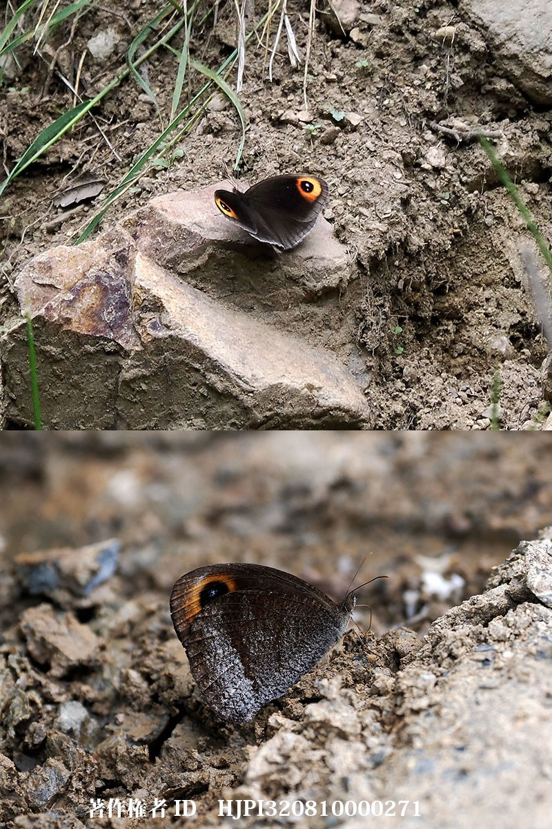 オオウラナミベニヒカゲ　Callerebia　suroia（中国西部、高山の蝶）