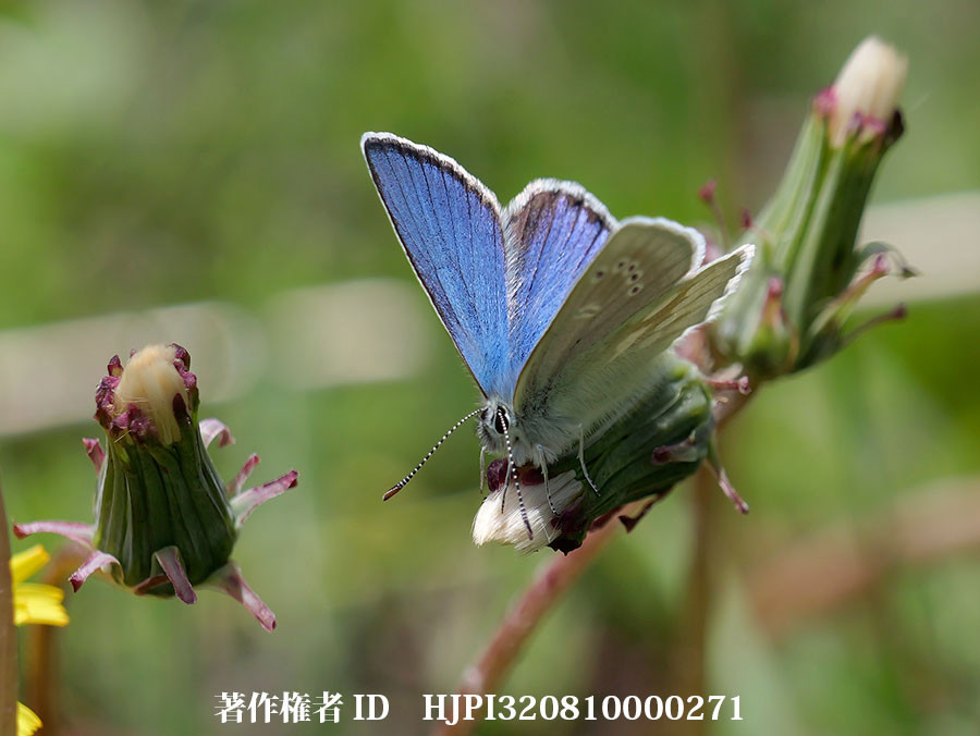 タカネシジミ　Albulina orbitula（中国西部、高山の蝶）