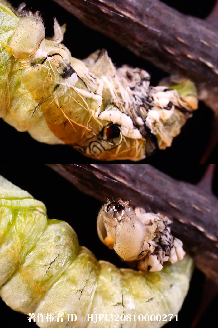 ナミアゲハは蛹になる時に脱殻を落とす