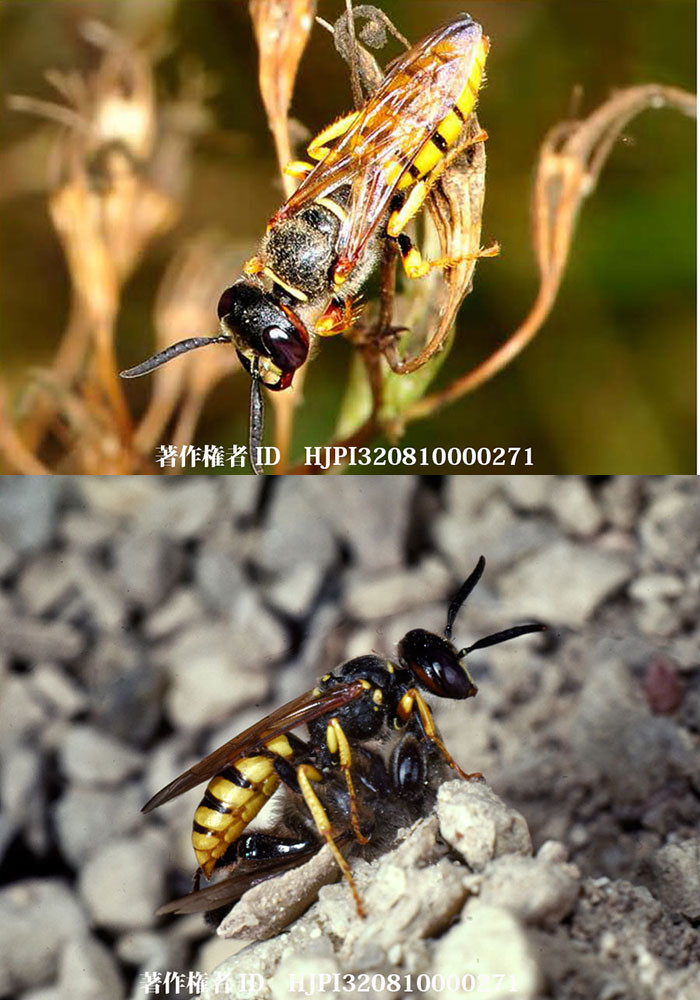 ミツバチハナスガリ（ファーブル昆虫記の虫たち16）