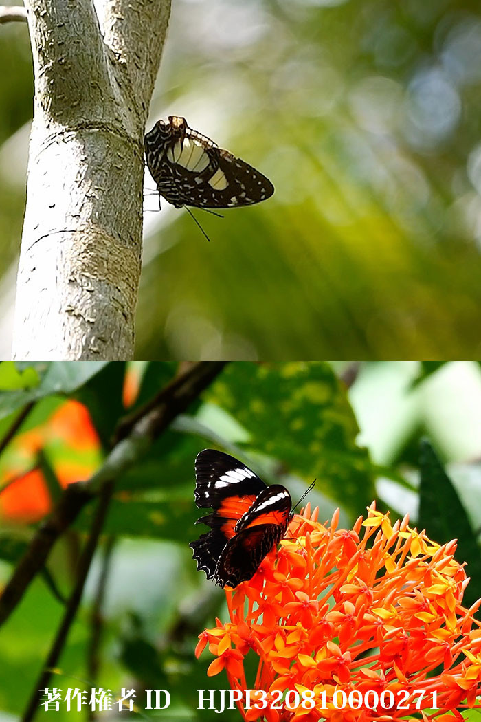 ニューギニアのタテハチョウ