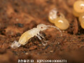孵化したばかりのコブハサミムシの幼虫