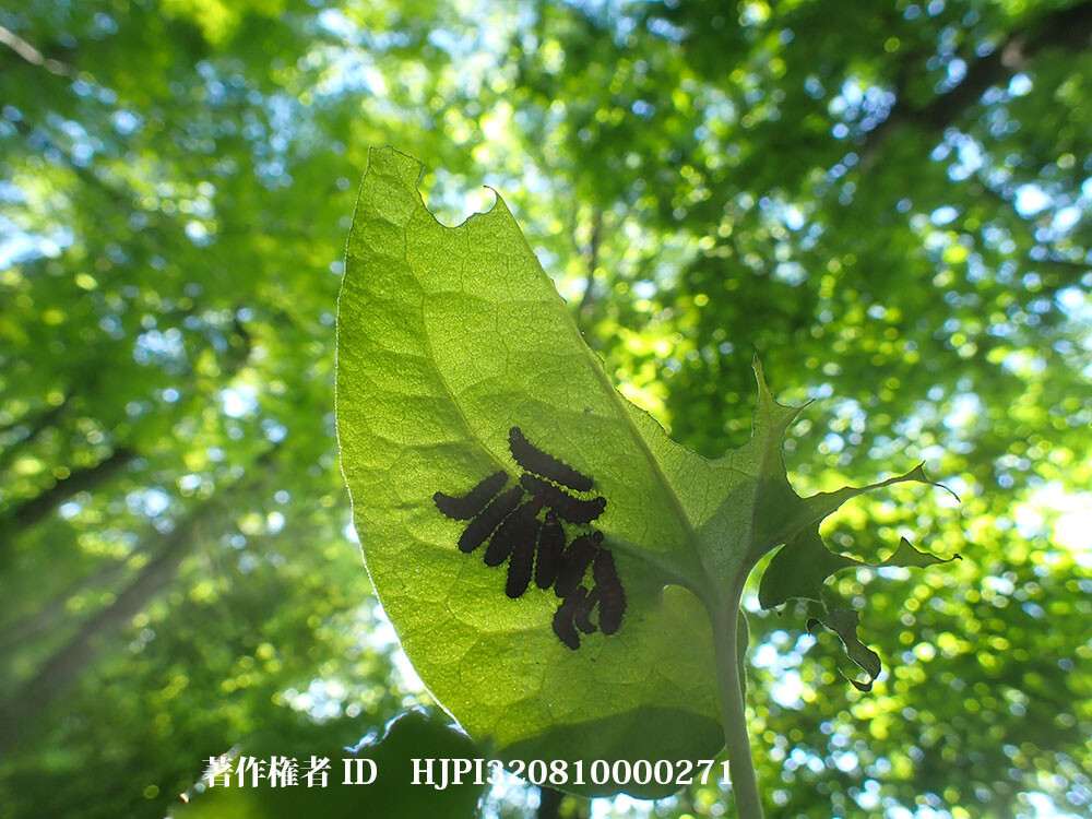 庭のヒメギフチョウの幼虫