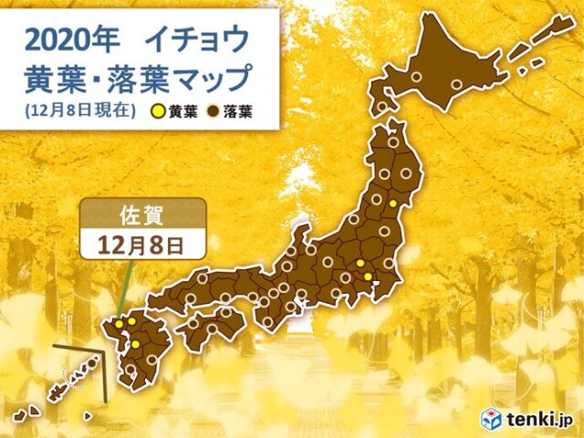 名古屋や佐賀で平年より12日遅くカエデが紅葉 今週末まで季節足踏み コラム 緑のgoo