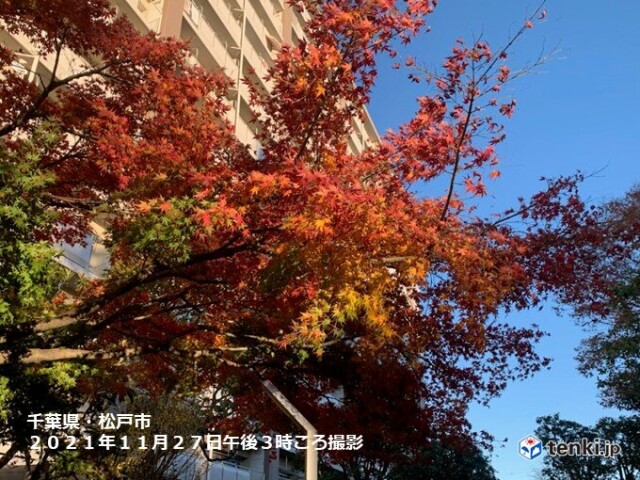 東京でイロハカエデ紅葉 関東はあす28日も紅葉狩り日和 コラム 緑のgoo