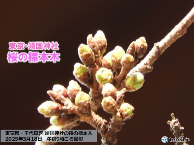 画像A