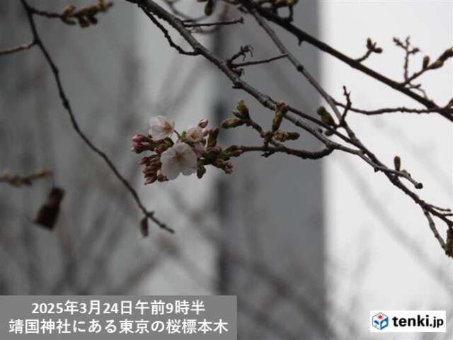 画像A