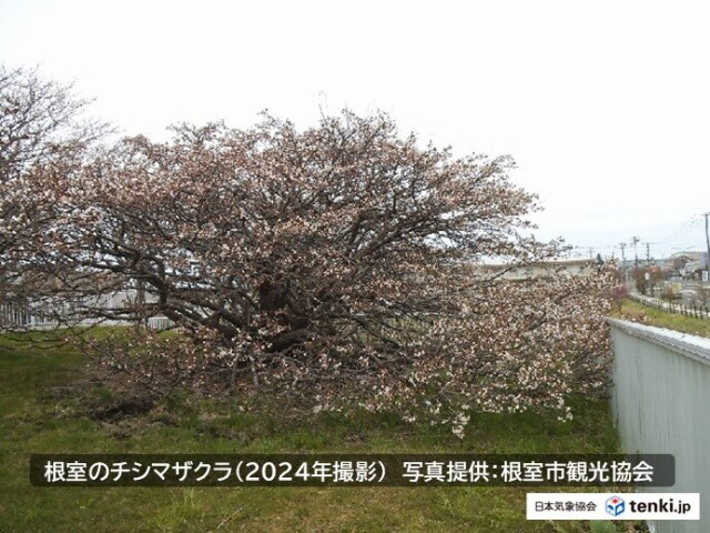 画像B