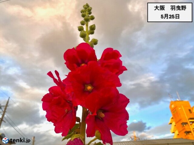 画像C