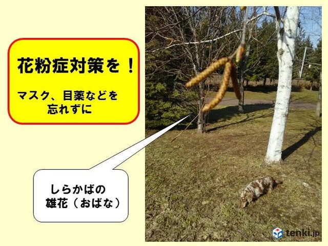 北海道の1か月 ぽかぽか桜日和 コラム 緑のgoo