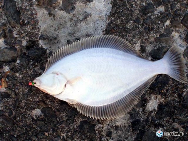 北海道 春のカレイ釣り コラム 緑のgoo