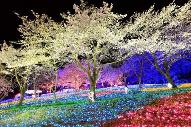 今年の桜に逢いに行こう 南関東のおすすめスポット 桜の名所特集18 関東 コラム 緑のgoo
