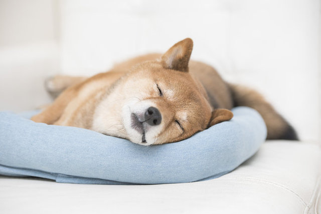 室内犬の冷房 気温が高くなるこれから どうしたらいい コラム 緑のgoo 室内犬の冷房 気温が高くなるこれから どうしたらいい コラム 緑のgoo