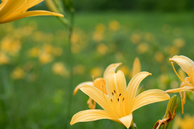 夏の高原は花々の宝庫 季語 お花畑 と高山植物の楽しみ コラム 緑のgoo 夏の高原は花々の宝庫 季語 お花畑 と高山植物の楽しみ コラム 緑のgoo