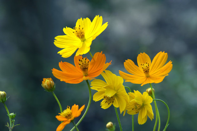 コスモスの季節 雨風にもまれても必ず立ち直る強い生命力を表す花言葉は何色のコスモス コラム 緑のgoo コスモスの季節 雨風にもまれても必ず立ち直る強い生命力を表す花言葉は何色のコスモス コラム 緑のgoo