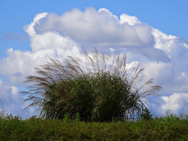 秋風にたなびく 荻 おぎ ススキとの違いをご存知ですか コラム 緑のgoo