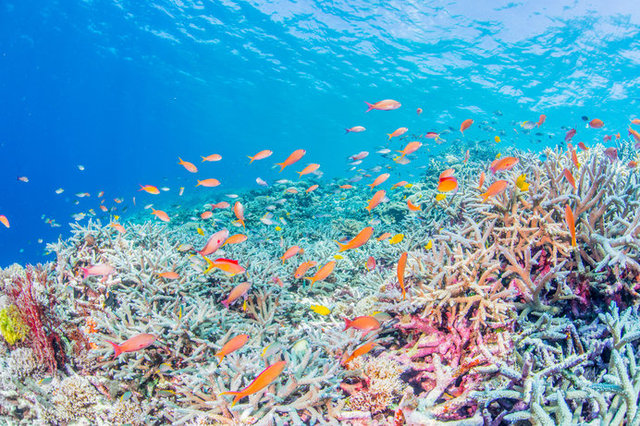 3月5日は サンゴの日 サンゴってどんな生き物なの コラム 緑のgoo