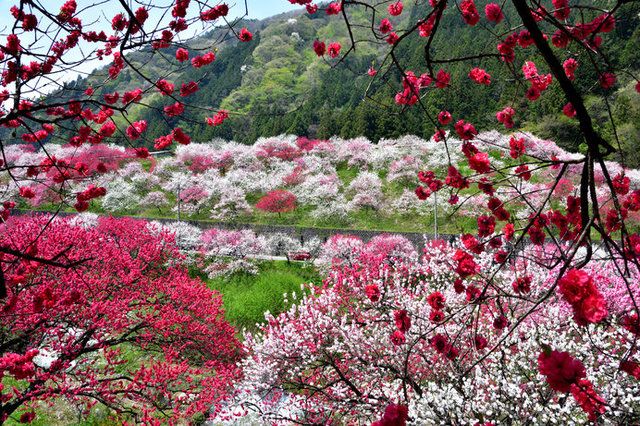 桜のあとは芝桜 ネモフィラ 花桃 つつじ gwに逢いに行きたい 関東甲信の絶景フラワースポット コラム 緑のgoo