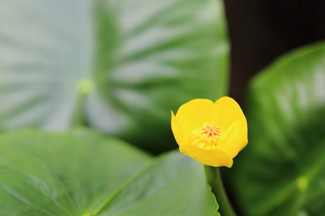 知って得する季語 夏が見頃の水生植物 コラム 緑のgoo