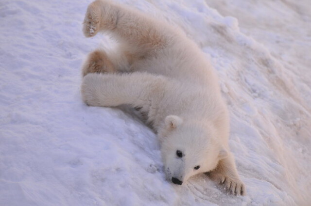 ホッキョクグマの受難から地球環境について考えよう 2月27日 国際ホッキョクグマの日 コラム 緑のgoo