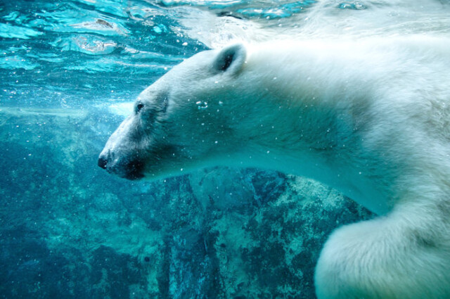 ホッキョクグマの受難から地球環境について考えよう 2月27日 国際ホッキョクグマの日 コラム 緑のgoo