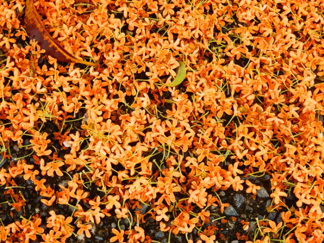 キンモクセイ は2種類あった 月と桂花をめぐる伝説 コラム 緑のgoo キンモクセイ は2種類あった 月と桂花をめぐる伝説 コラム 緑のgoo