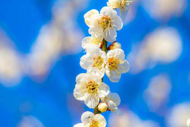 梅は春の喜びをあらわす花 平安前後の和歌に見られる梅 コラム 緑のgoo 梅は春の喜びをあらわす花 平安前後の和歌に見られる梅 コラム 緑のgoo