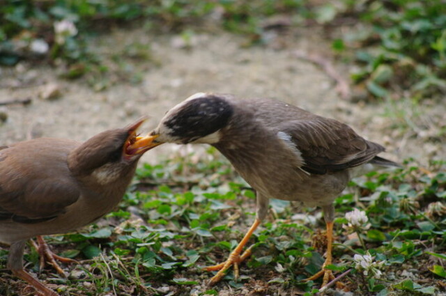 街路樹のあの 迷惑害鳥 ムクドリが もしもこの世からいなくなったら コラム 緑のgoo