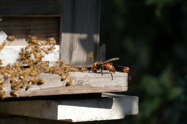 ミツバチの巣箱を襲うオオスズメバチ。彼らにも襲わねばならない事情があります