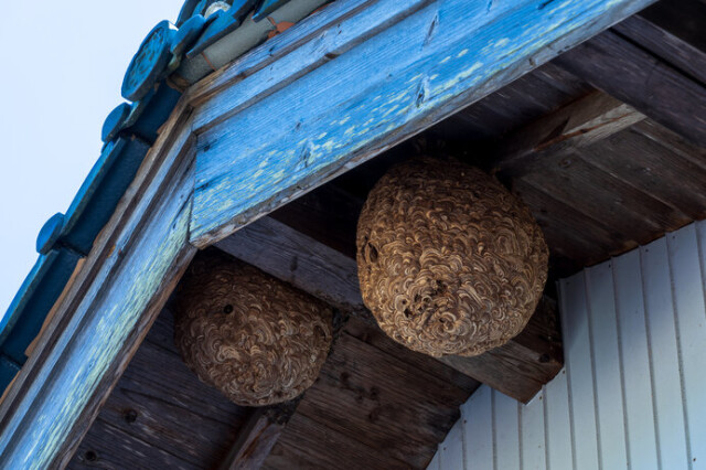 人家の軒下に作られたキイロスズメバチの巣。キイロスズメバチの天敵はオオスズメバチ