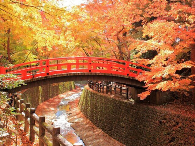 神社やお寺で深まる秋を味わおう 京都 大阪 奈良の紅葉名所 近畿エリア コラム 緑のgoo